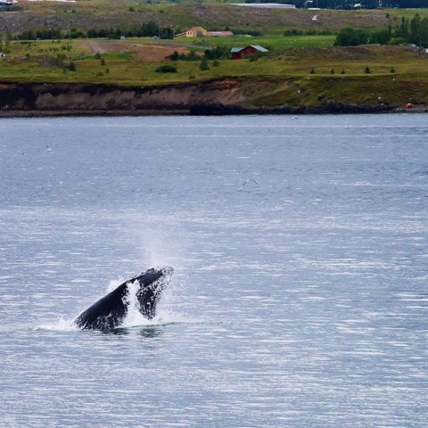 Hvalaskoðun í Eyjafirði 2024