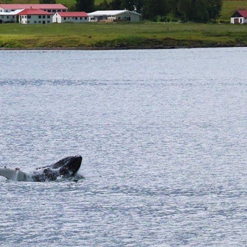 Hvalaskoðun í Eyjafirði 2024